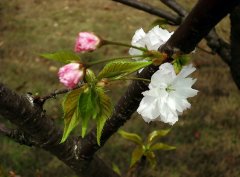 吃“春”秘籍 如何养